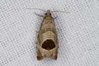 Notocelia uddmanniana