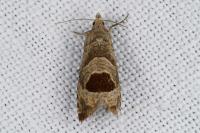 Notocelia uddmanniana