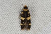 Oegoconia