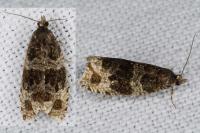 Orthotaenia undulana