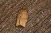 Pandemis cerasana