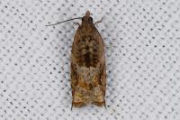 Rhopobota naevana