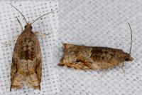 Rhopobota naevana