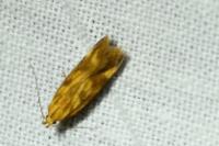 Mirificarma eburnella/flavella