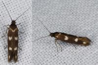 Scythris scopolella