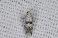 Scythropia crataegella