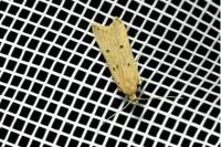Acompsia antirrhinella/tripunctella