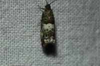 Notocelia trimaculana