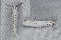 Yponomeuta evonymella