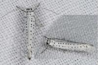 Yponomeuta evonymella