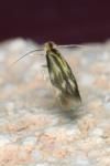 Bucculatrix nigricomella