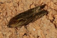 Eucosma gr. cana