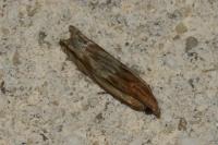 Eucosma gr. cana
