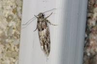 Recurvaria nanella