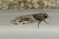 Recurvaria nanella
