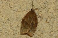 Pandemis cerasana