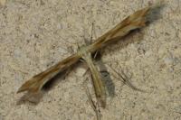 Gillmeria pallidactyla