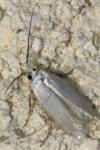 Opostega salaciella