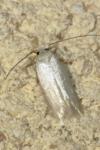 Opostega salaciella