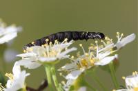 Athrips pruinosella