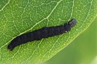 Athrips pruinosella
