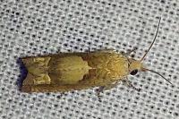 Eucosma conterminana