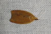 Clepsis consimilana