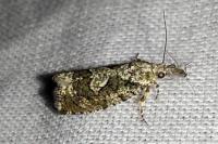 Zeiraphera isertana