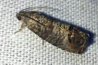 Cydia pomonella