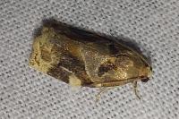 Archips xylosteana