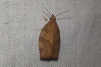 Pandemis heparana