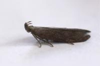 Athrips pruinosella