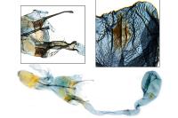 Athrips pruinosella