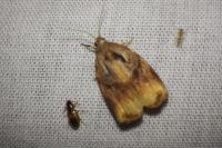 Archips podana