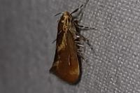 Metalampra italica