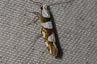 Argyresthia brockeella