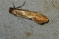 Tinea semifulvella