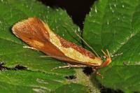 Harpella forficella