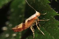 Argyresthia pruniella