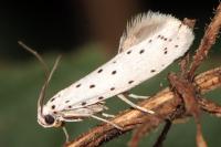Yponomeuta