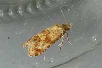 Aethes williana/margarotana