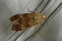 Aethes williana/margarotana