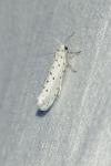 Yponomeuta