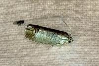 Cydia pomonella