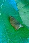 Archips rosana