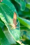 Crassa unitella