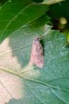 Cnephasia