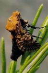 Stygia australis