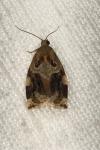 Archips xylosteana