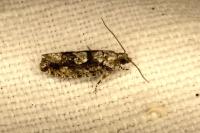 Zeiraphera isertana